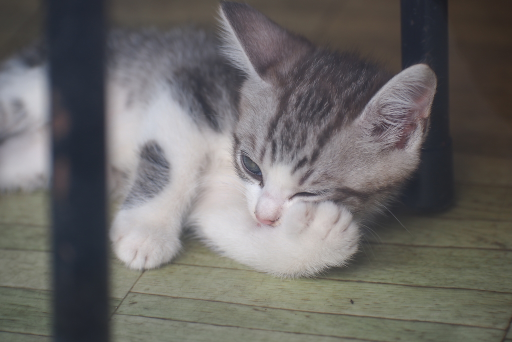 子猫_2