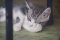 子猫_2