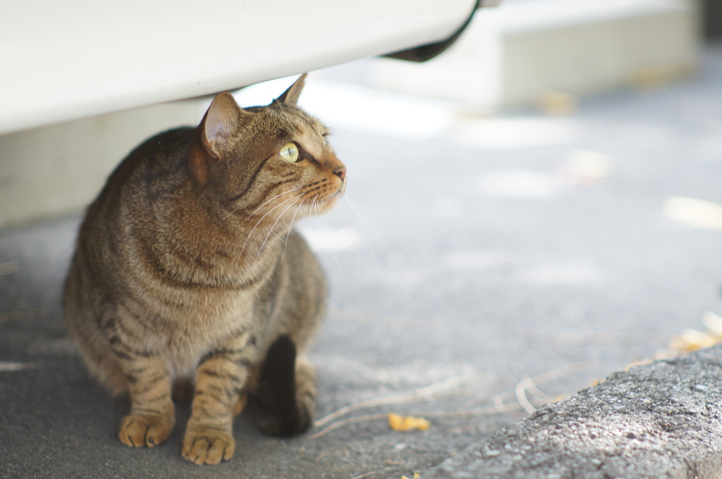 cat_134  おっ!?