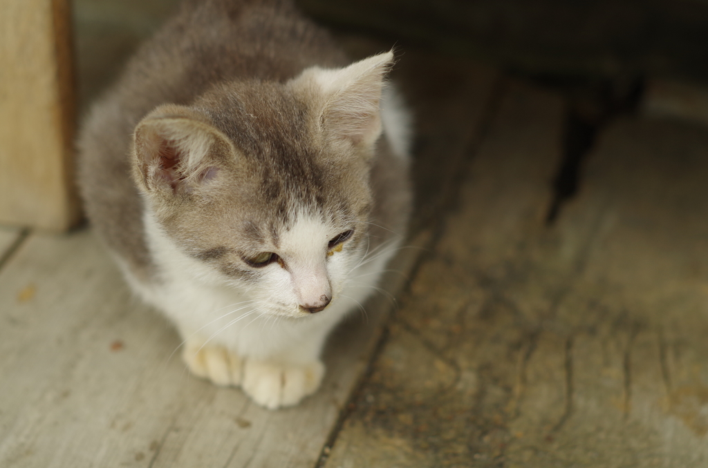 子猫_5