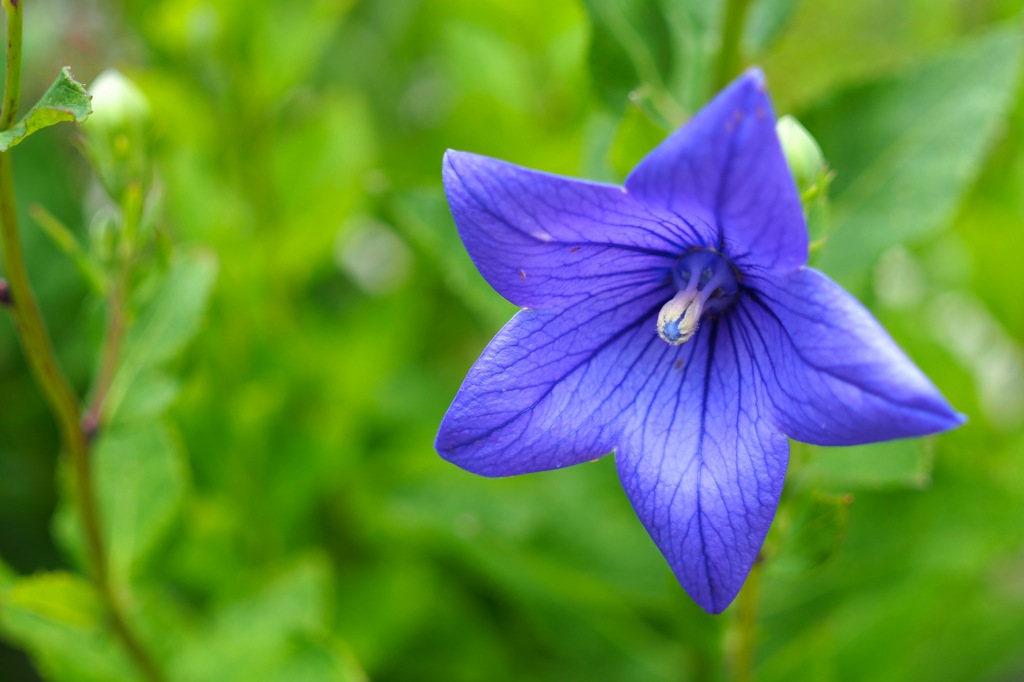 Balloon flower_2