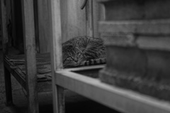 cat_260　ん?