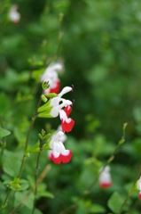 ホットリップス