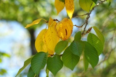 公園_桜の葉