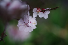 白梅_8