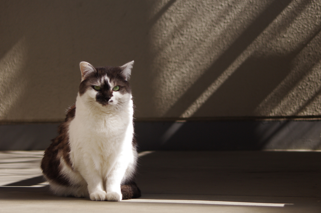 cat_14