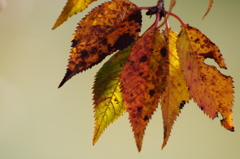 十月桜の葉