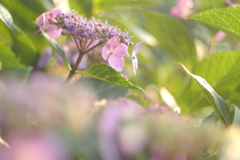 紫陽花_22