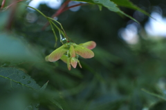 雫を乗せて