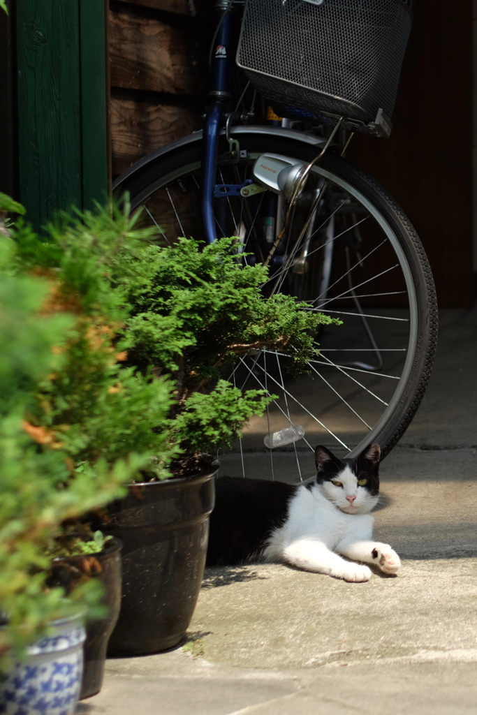 cat_342　猫と自転車と。