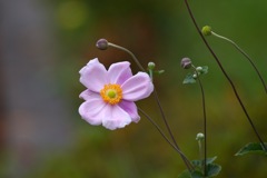 凛として_秋明菊