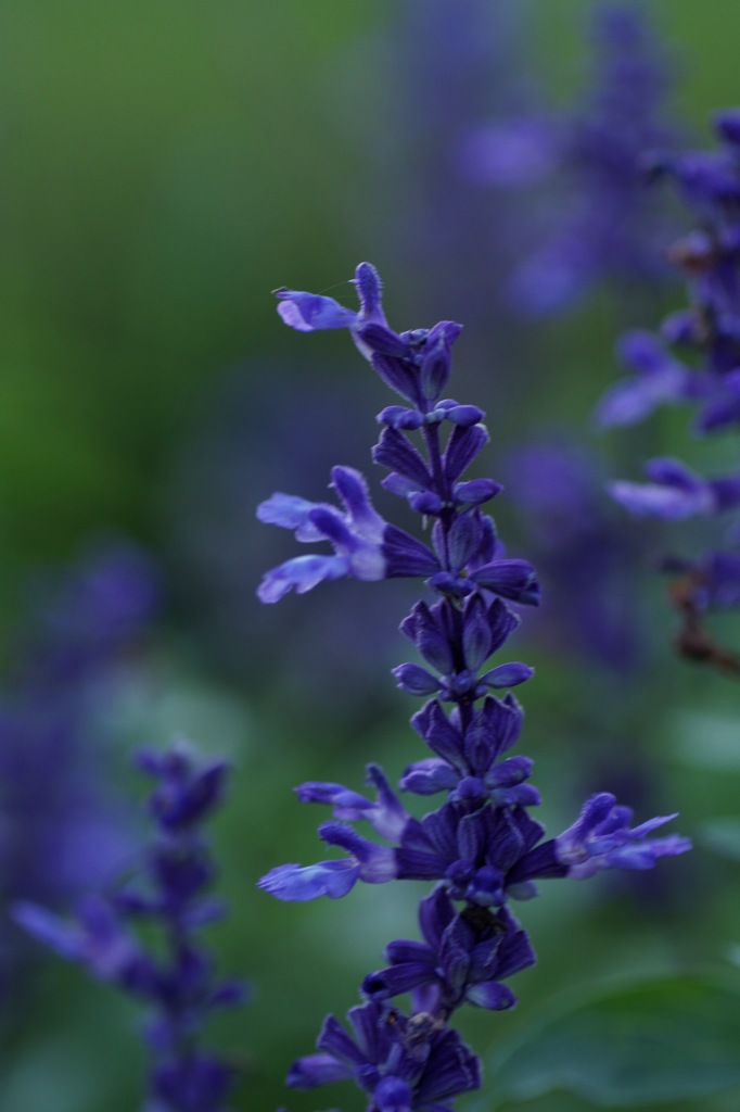 2_Blue salvia