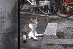 cat_267　悩ましいポーズ