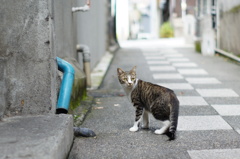 cat_83  路地にて