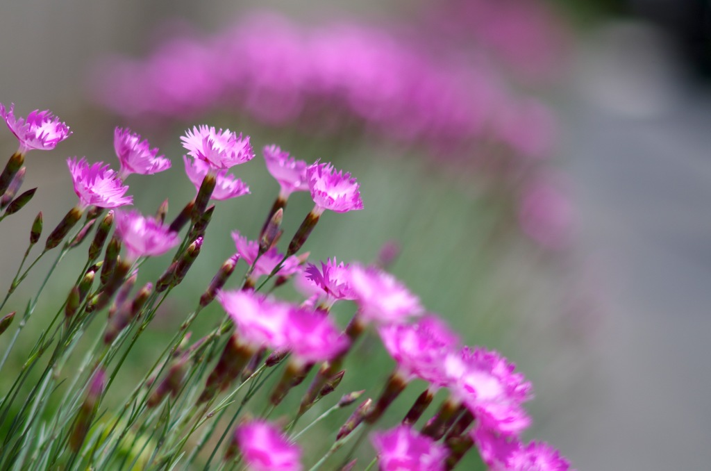 タツタナデシコ