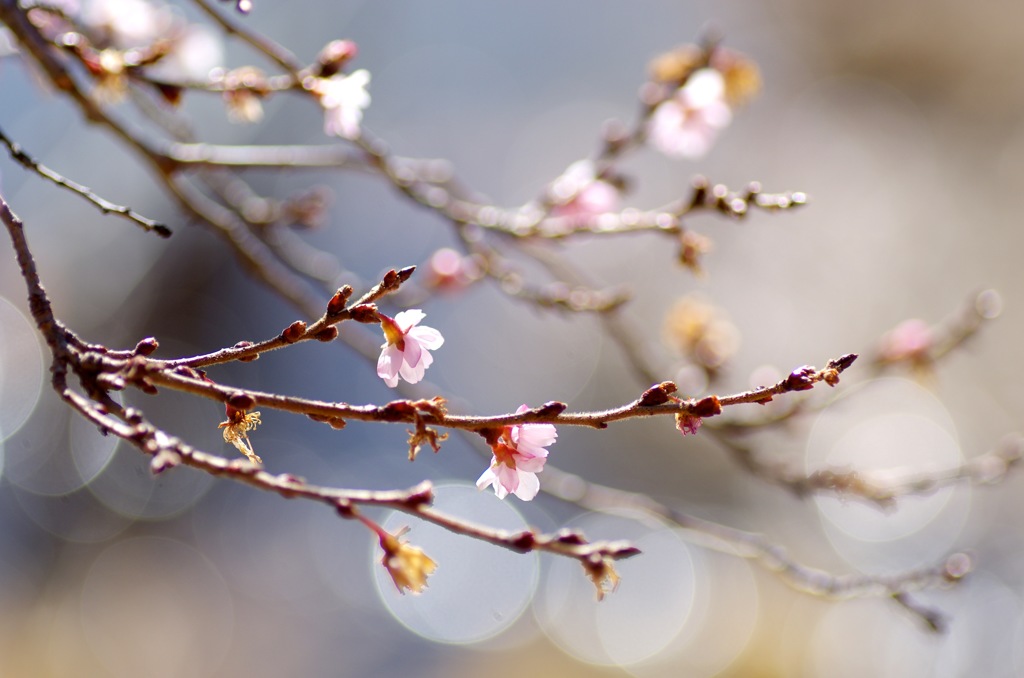 十月桜_2