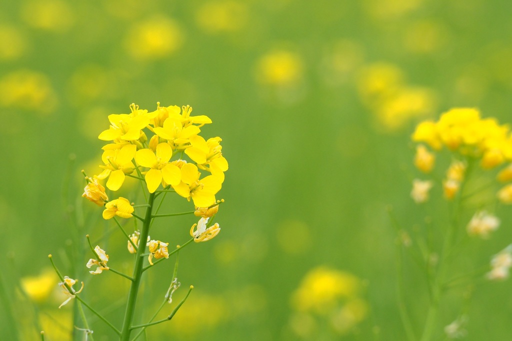 菜の花_2