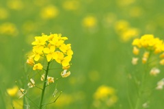 菜の花_2