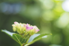ヒラクトキ　紫陽花_6