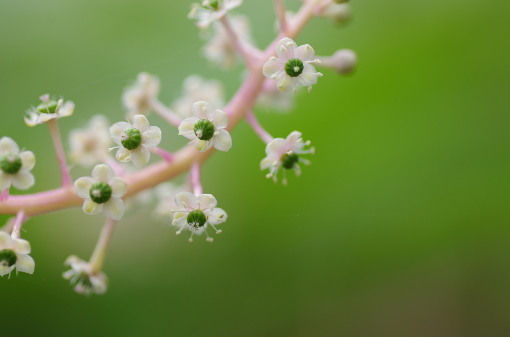 ヨウシュヤマゴボウ