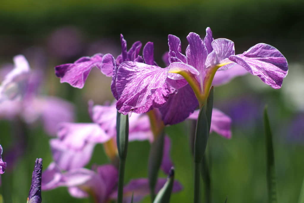 花菖蒲_4
