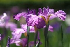 花菖蒲_4