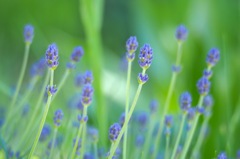 ラベンダー_MZD75-300