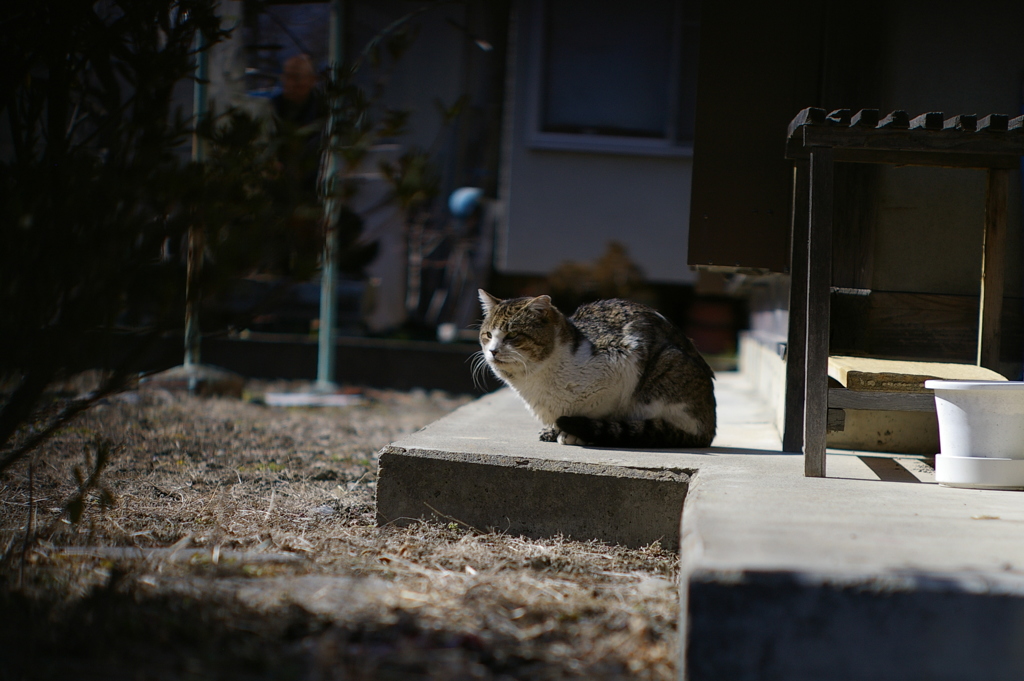 cat_6
