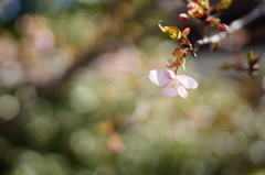 桜一輪