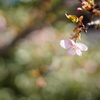 桜一輪