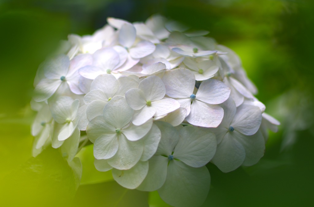 紫陽花_白系1