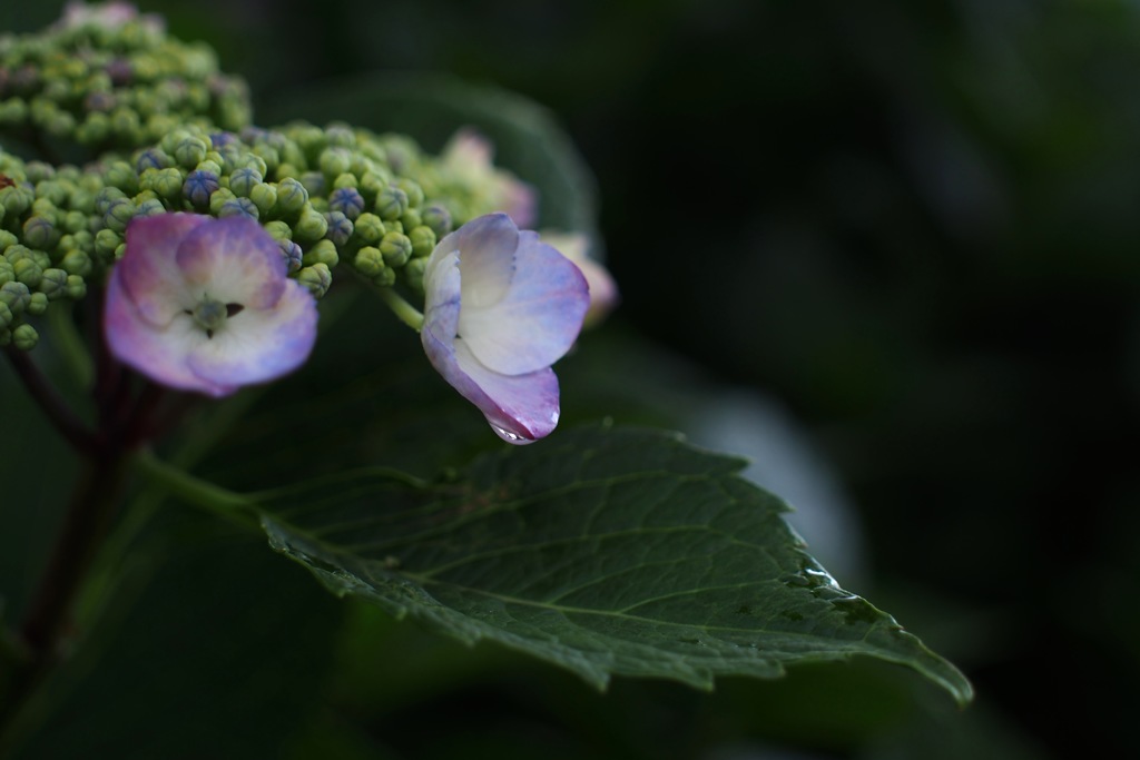 紫陽花_19