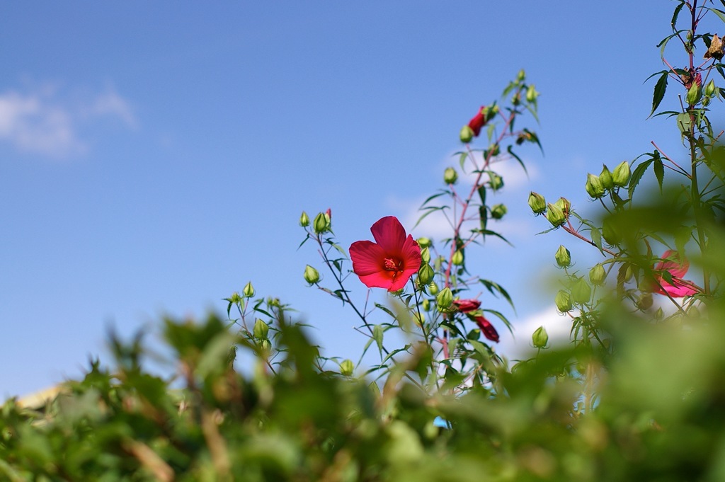 *ist DS 試し撮り_5