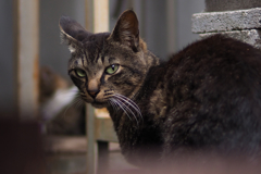 cat_40  It's cool