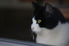 cat_164　あ、鼻水でちゃった