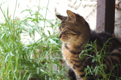 cat_32