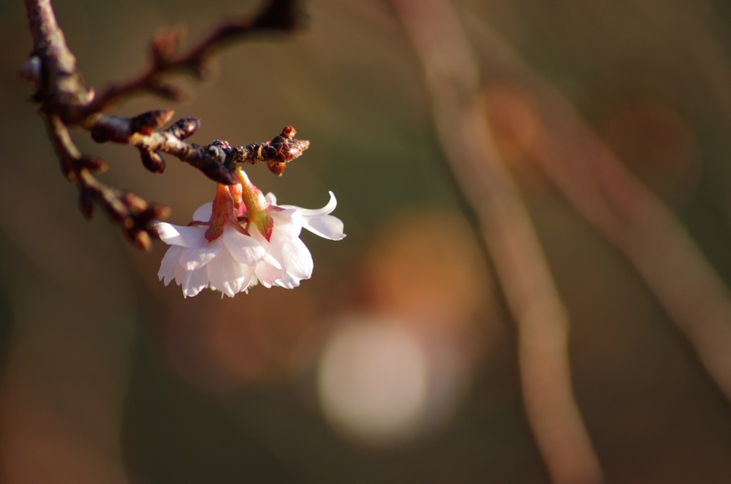 3_十月桜