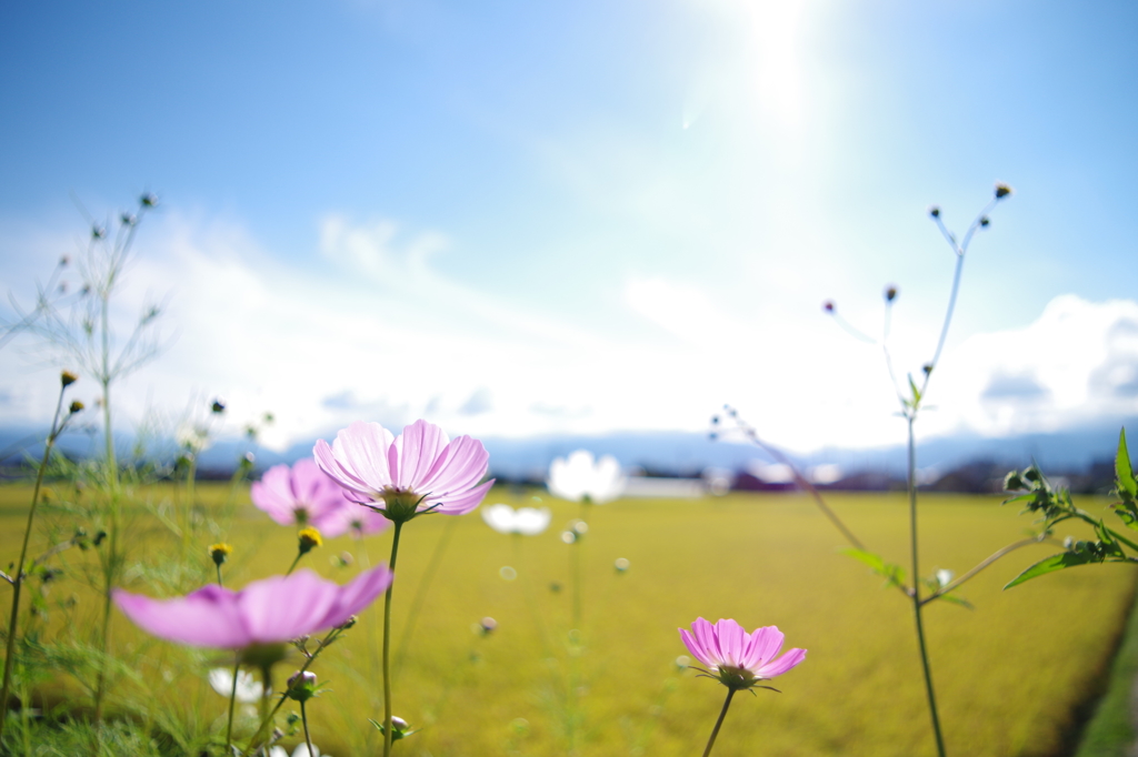 秋桜_1