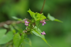 ピンクの花