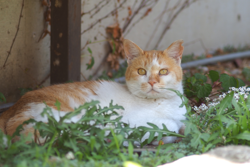 cat_35  んにゃ?