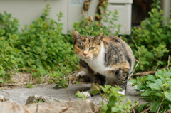 cat_98  空き地にて