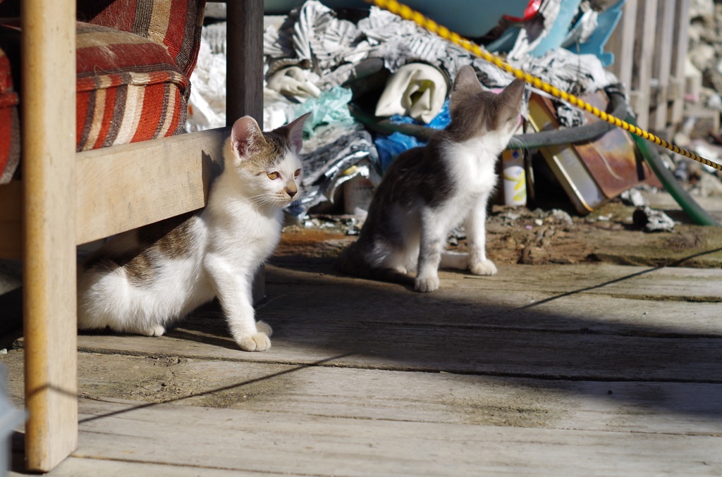子猫_4