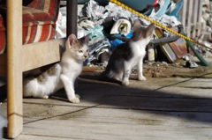 子猫_4