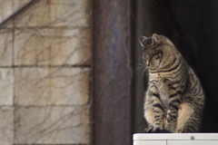 cat_174  室外機の上って…