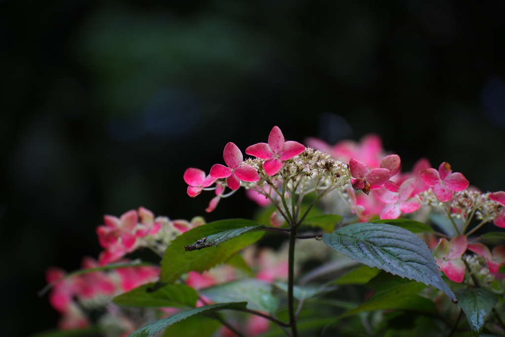 紫陽花_29