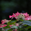 紫陽花_29