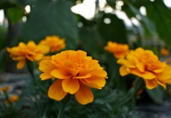 marigold_4