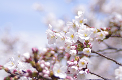 桜_6