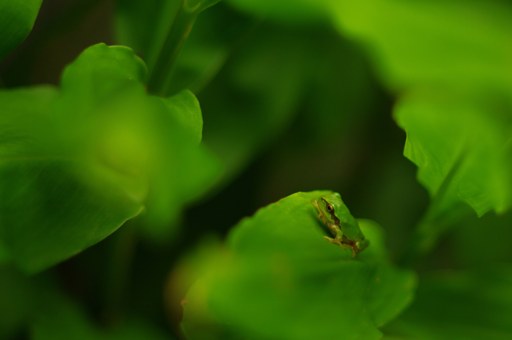 green green