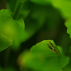 green green